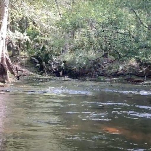 Alligator Siphon/JT